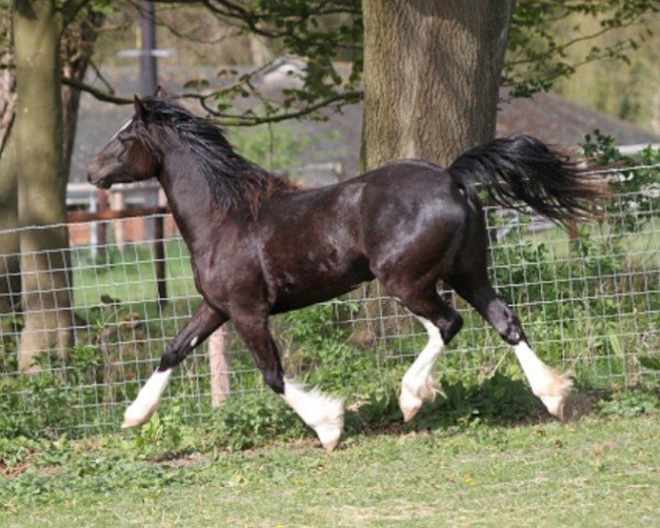 Pferd Rainhill Rosie (Welsh-Cob (Sek. D), 2015, von Gwynfaes Culhwch)