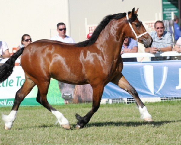 Pferd Abergavenny Fashion (Welsh-Cob (Sek. D), 2015, von Gwynfaes Culhwch)