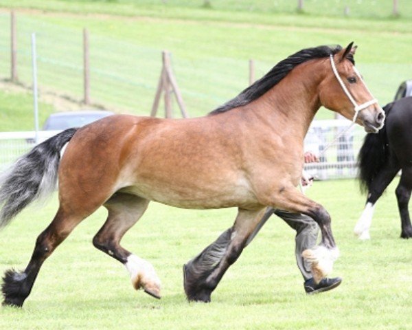 horse Abergavenny Bethan (Welsh-Cob (Sek. D), 2011, from Pennal Calon Lan)