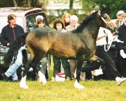 Pferd Abergavenny Myfanwy (Welsh-Cob (Sek. D), 1996, von Pennal Calon Lan)