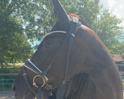 dressage horse Spécial de ma vie (Hanoverian, 2021, from Shu Fu)