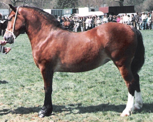 horse Northleach Decorum (Welsh-Cob (Sek. D), 1986, from Tireinon Shooting Star)