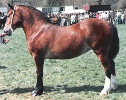 Pferd Northleach Decorum (Welsh-Cob (Sek. D), 1986, von Tireinon Shooting Star)