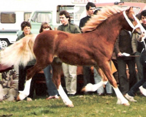 horse Cascob Secret Agent (Welsh-Cob (Sek. D), 1983, from Tireinon Shooting Star)