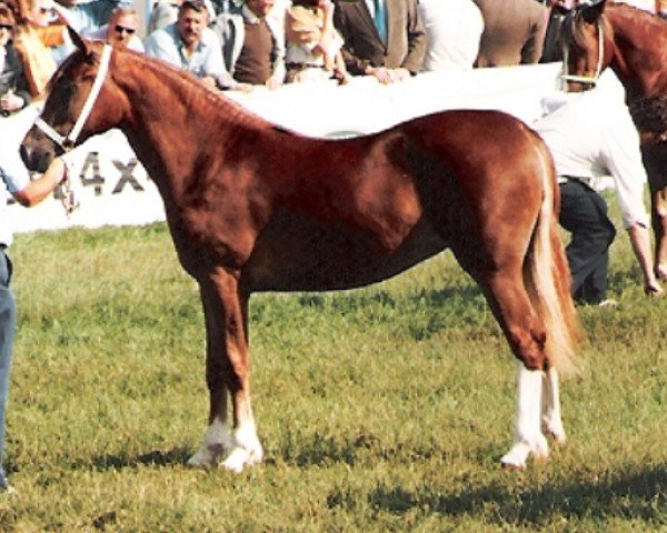 horse Glanvyrnwy Secrets Delight (Welsh-Cob (Sek. D), 1992, from Nesscliffe Rainbow)