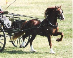 horse Craignant Spark (Welsh-Cob (Sek. D), 1976, from Nesscliffe Rainbow)