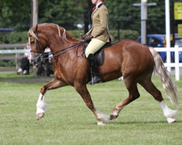 Pferd Rainhill Fair Imogine (Welsh-Cob (Sek. D), 2008, von Gwynfaes Culhwch)