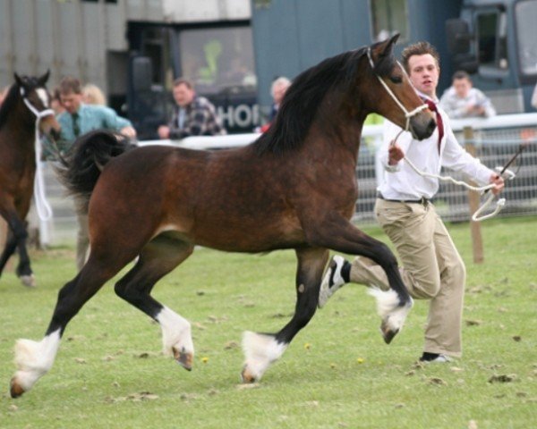 Zuchtstute Brynithon Hannah (Welsh-Cob (Sek. D), 2007, von Gwynfaes Culhwch)