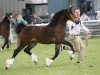 broodmare Brynithon Hannah (Welsh-Cob (Sek. D), 2007, from Gwynfaes Culhwch)