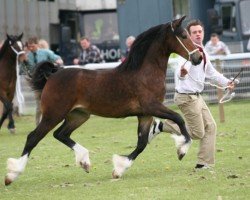 broodmare Brynithon Hannah (Welsh-Cob (Sek. D), 2007, from Gwynfaes Culhwch)