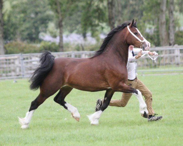 Deckhengst Gwynfaes Amlawdd Wledig (Welsh-Cob (Sek. D), 2013, von Gwynfaes Culhwch)