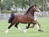 stallion Gwynfaes Amlawdd Wledig (Welsh-Cob (Sek. D), 2013, from Gwynfaes Culhwch)