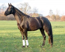 horse Despino (Hanoverian, 2013, from Don Index)