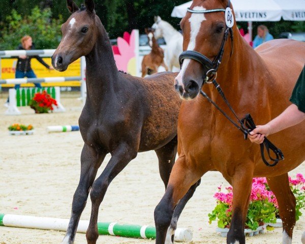 broodmare Dialena (Westphalian, 2013, from Diacasall)