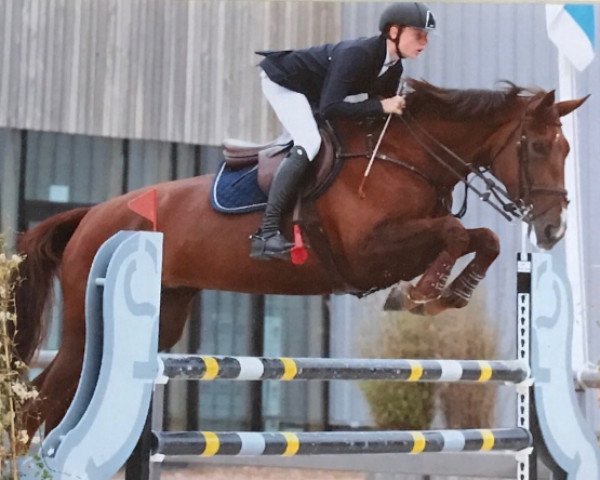 broodmare Dokka Hh Z (Zangersheide riding horse, 2008, from Darco)