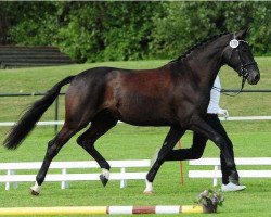 broodmare Kara Nigra (Trakehner, 2008, from Karolinger II)