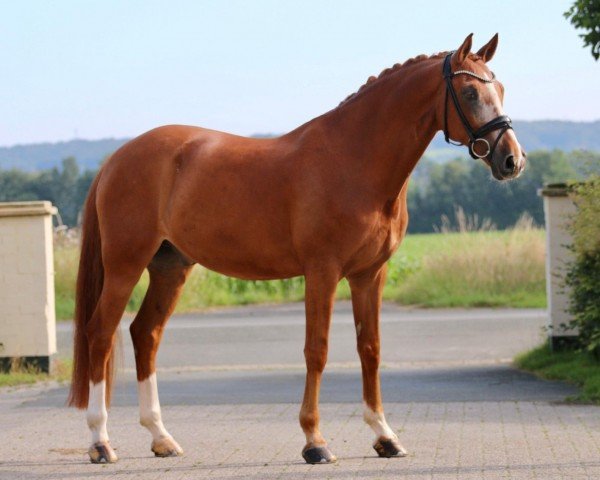 Dressurpferd Dornenkönig 2 (Deutsches Reitpony, 2011, von FS Don't Worry)