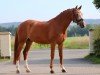 dressage horse Dornenkönig 2 (German Riding Pony, 2011, from FS Don't Worry)