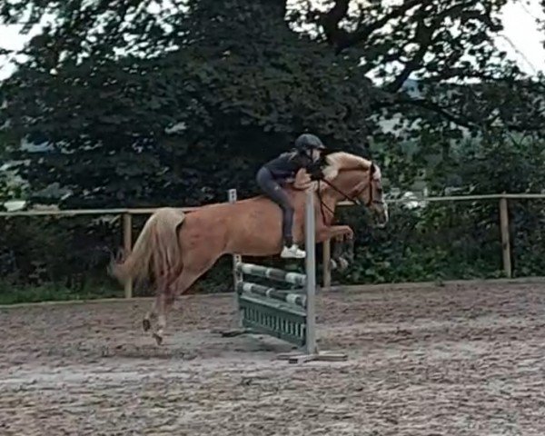 dressage horse Peppa Mint (Pony without race description, 2009)