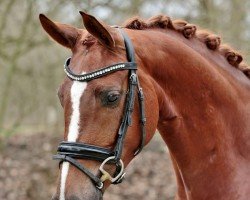 dressage horse Championata 3 (Oldenburg, 2020, from Monterey)