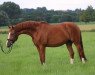 dressage horse Jessy (German Riding Pony, 2010, from Heidbergs Nancho Nova)