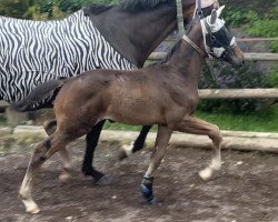 foal by Jovian`s Joy MT (German Sport Horse, 2024, from Jovian)