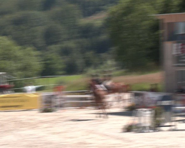 Springturnier Seewalchen 2024