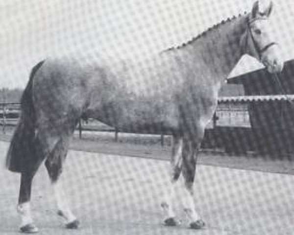 stallion Genius (Hanoverian, 1976, from Gotthard)