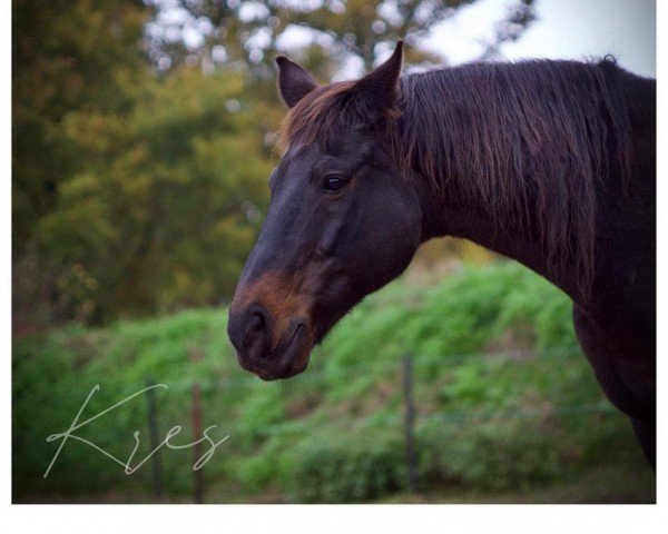 horse Kres (Polish Warmblood, 1992, from Klan)