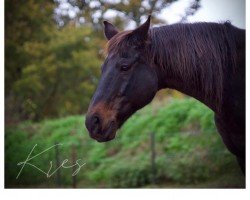 Pferd Kres (Polnisches Warmblut, 1992, von Klan)