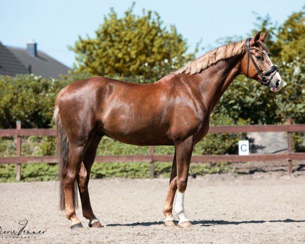 dressage horse Fighting Star 4 (Westphalian, 2015, from Franziskus FRH)