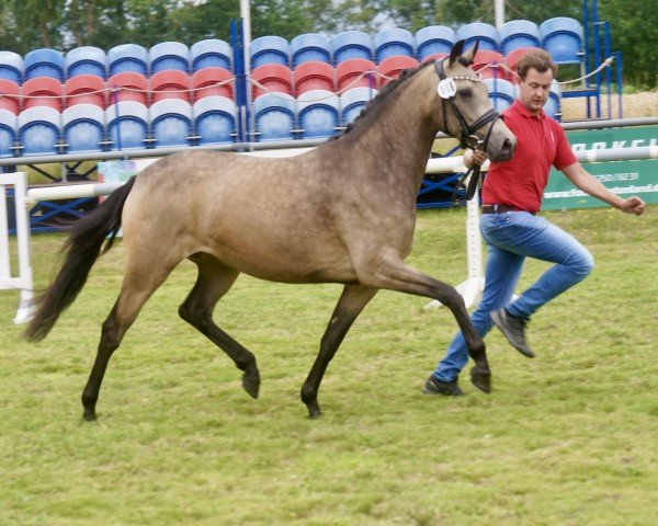 dressage horse Ganz Elegant (German Riding Pony, 2021, from Golden Grey NRW)