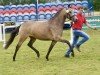 Dressurpferd Ganz Elegant (Deutsches Reitpony, 2021, von Golden Grey NRW)