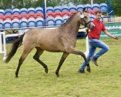 dressage horse Ganz Elegant (German Riding Pony, 2021, from Golden Grey NRW)