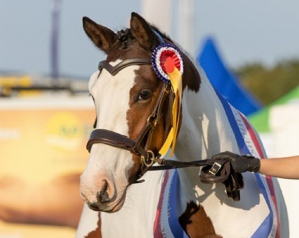 Zuchtstute Soel'rings Carte D'or (Deutsches Reitpony, 2018, von A kind of Magic 5)