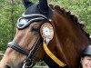 dressage horse Lord Loxley's Larsi (Rhinelander, 2007, from Lord Loxley I)