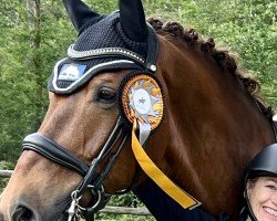 dressage horse Lord Loxley's Larsi (Rhinelander, 2007, from Lord Loxley I)