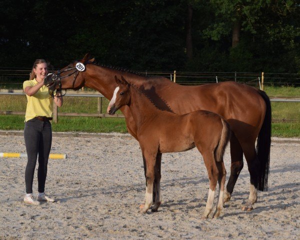 foal by Andiamo (Oldenburg, 2024, from Accroche)