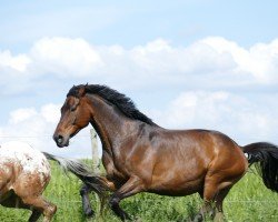 dressage horse Peu a Peu E (Württemberger, 2007, from Pidgley)