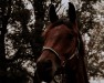 dressage horse Fynnigen Forell (Oldenburg, 2019, from Franziskus FRH)