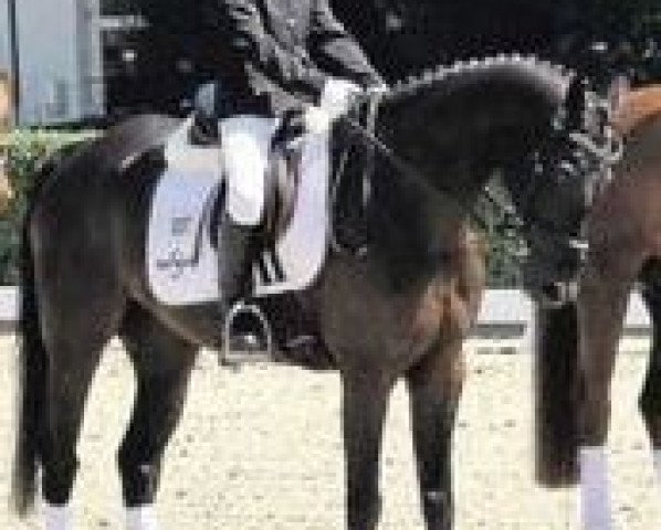 jumper Black Jack 161 (German Riding Pony, 2004, from Brillant's Golden Boy)