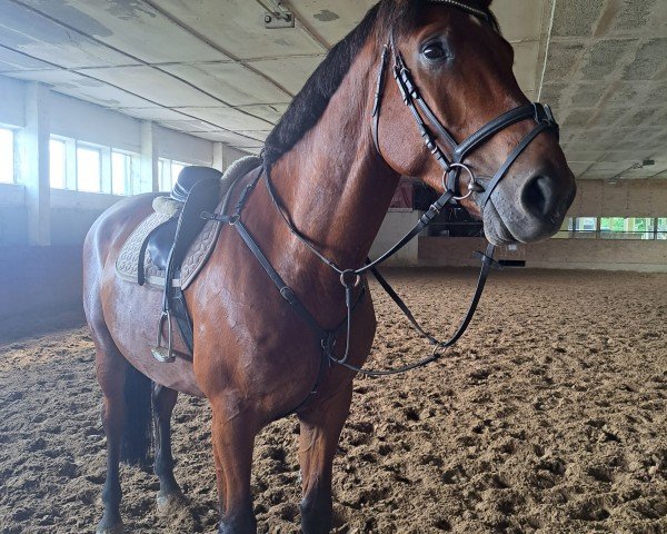 jumper Cross Cellest (German Sport Horse, 2016, from Cellestial)