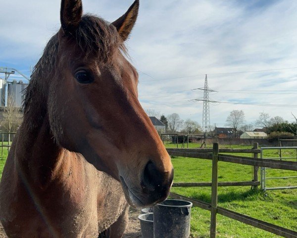 dressage horse Lilli (Hanoverian, 2019, from Lord Nunes)