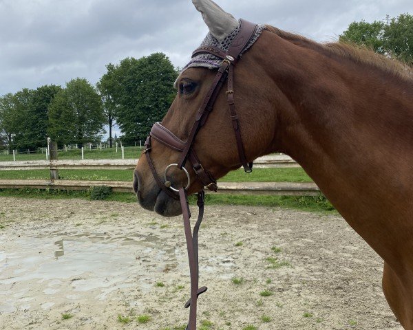 dressage horse Shadou (Westphalian, 2003)