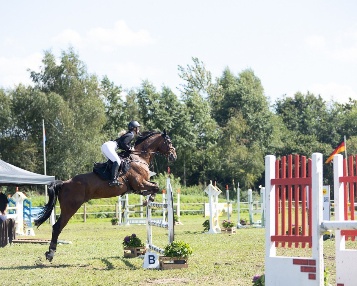 Springpferd Carry's Cordamo (Hannoveraner, 2013, von Carry Gold)