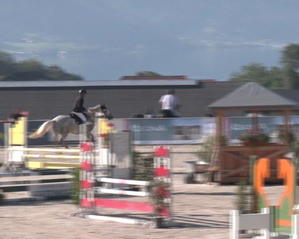 Springturnier Seewalchen 2024
