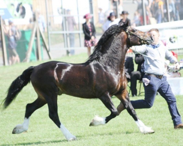 Pferd Abergavenny Gee Whiz (Welsh-Cob (Sek. D), 2016, von Gwynfaes Amlawdd Wledig)