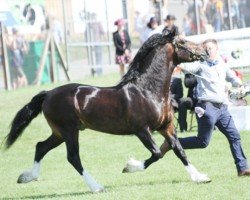 horse Abergavenny Gee Whiz (Welsh-Cob (Sek. D), 2016, from Gwynfaes Amlawdd Wledig)