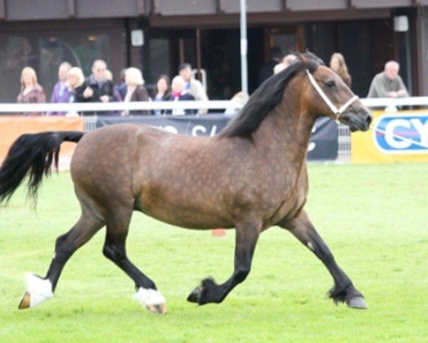 horse Abergavenny Morning Queen (Welsh-Cob (Sek. D), 2000, from Trevallion Harry)