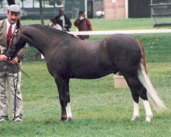 Deckhengst Eyarth Tomahawk (Welsh Pony (Sek.B), 1990, von Pennwood Milan)